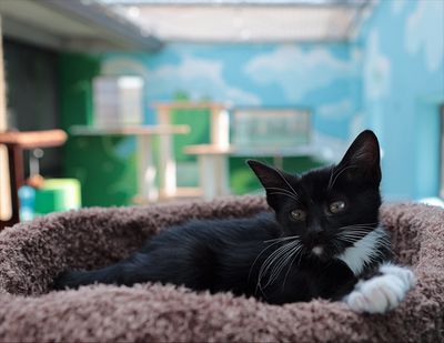 Black kitten with white chest and paws laying on a brown pet bed.