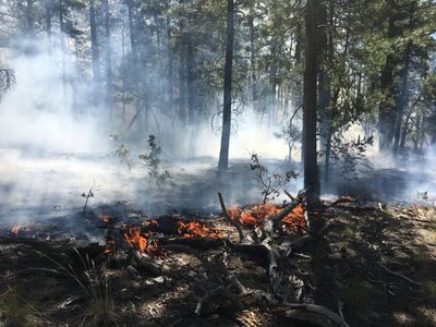 The 2019 lightning-ignited Trumbull Fire burning in the Mount Trumbull Wilderness. Resource objective fires like this one are often low-to-medium intensity, helping clear forest litter and small trees. (Credit: Brian Bock/Bureau of Land Management)