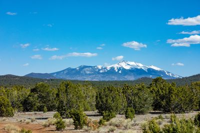Landscape view of the San Francisco Peaks covered in snow and cedar trees in the foreground.