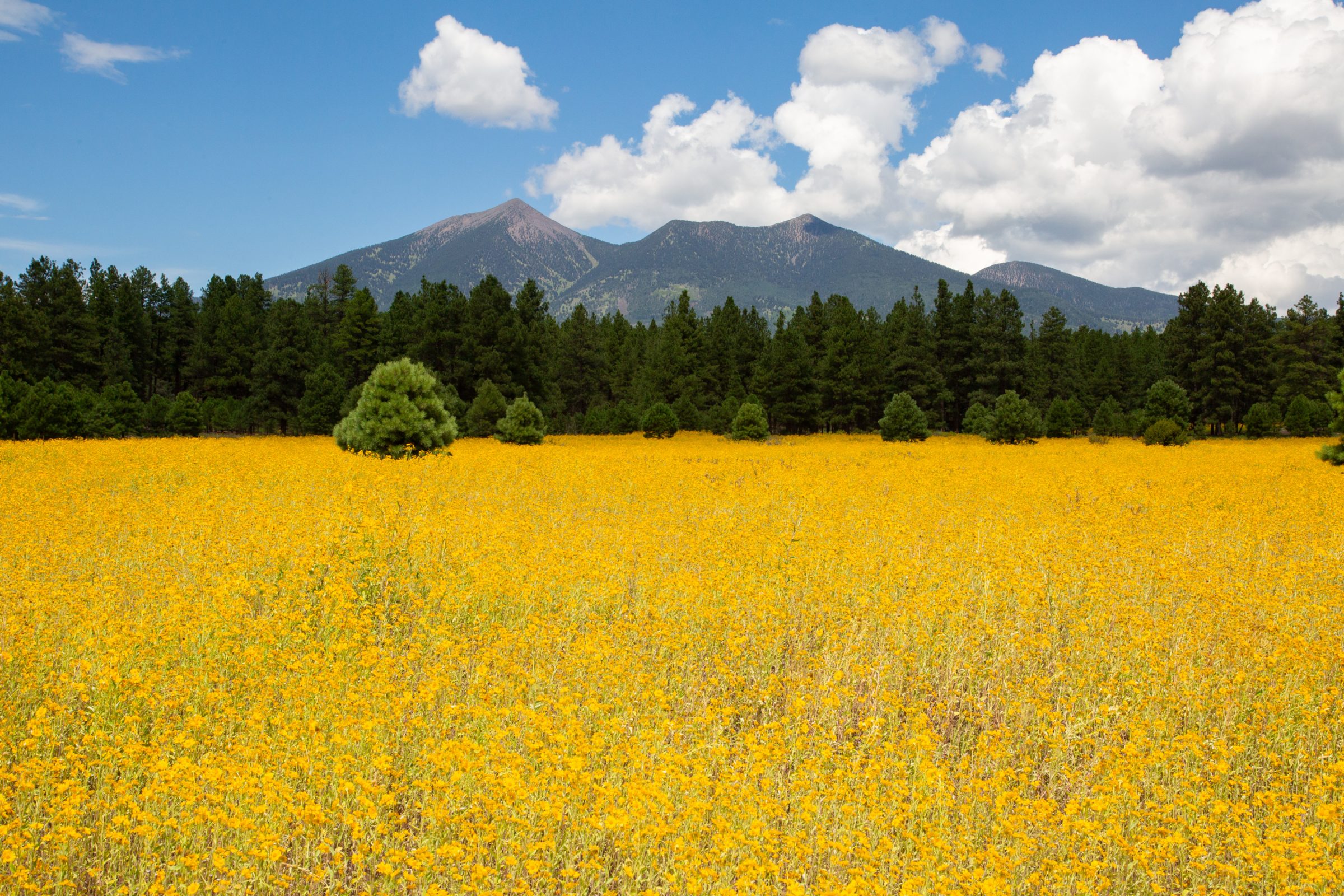 A field of yellow flowers with pine trees and the San Fransisco Peaks in the background