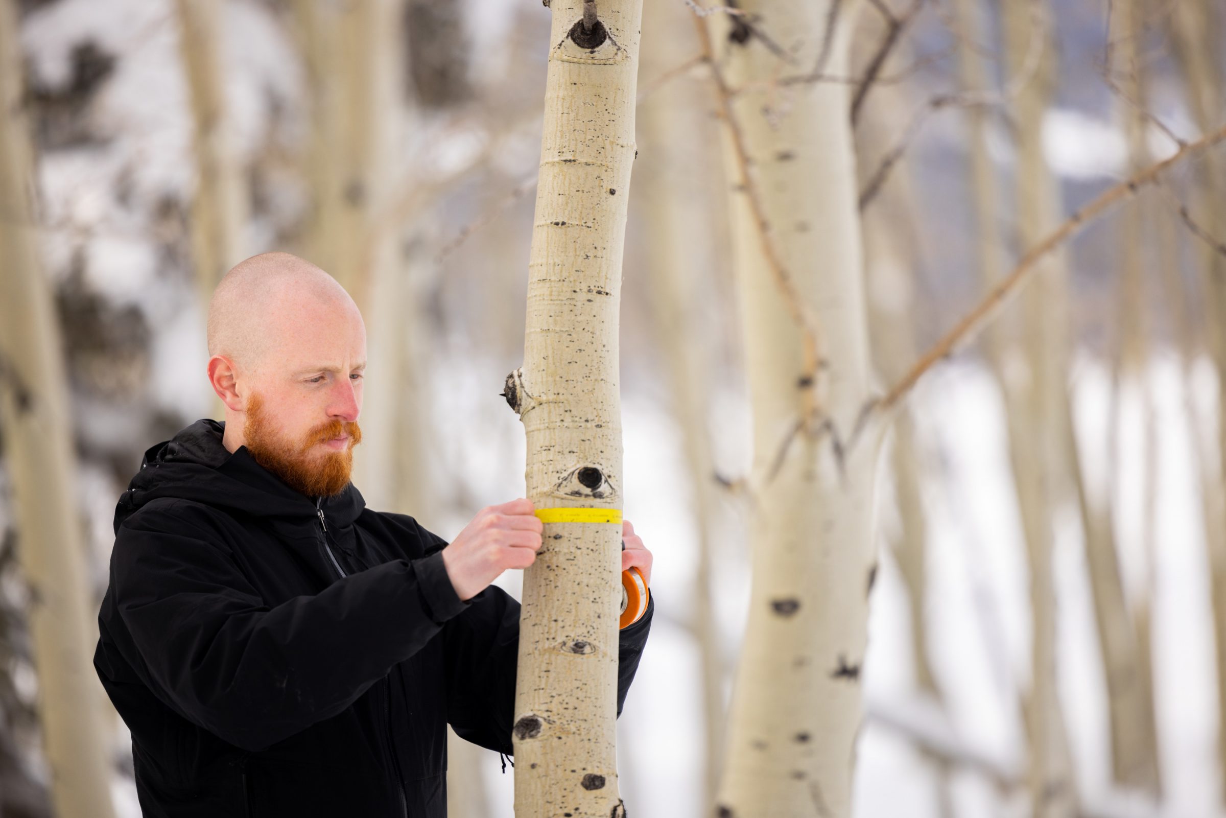 Connor Crouch, PhD Forestry, ’23, measures the circumference of an aspen tree.