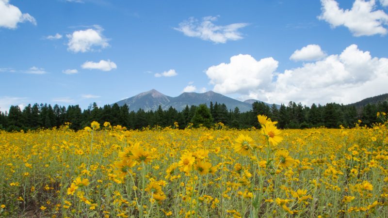 Wildflowers in Flagstaff with the San Fransisco peaks in the background