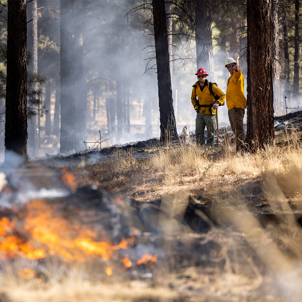 Two firefighters assessing a fire burning in a forest