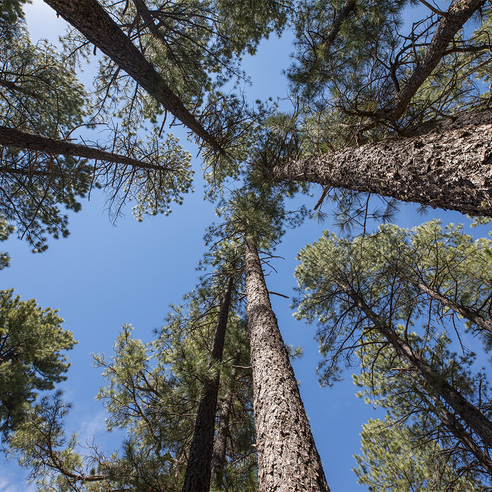 View of tall pine trees as viewed looking up from the ground