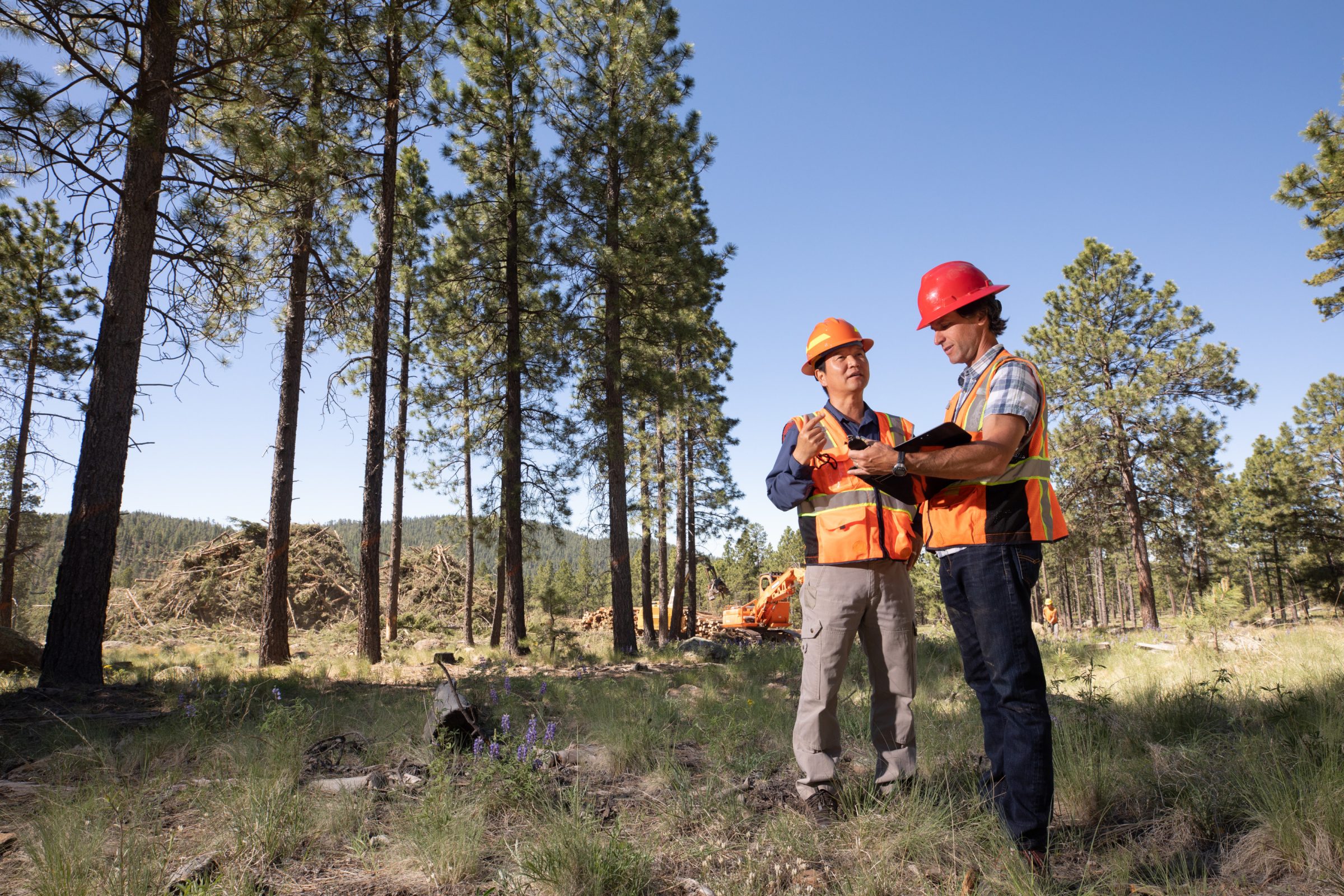 Two workers standing outside looking at the pine trees.