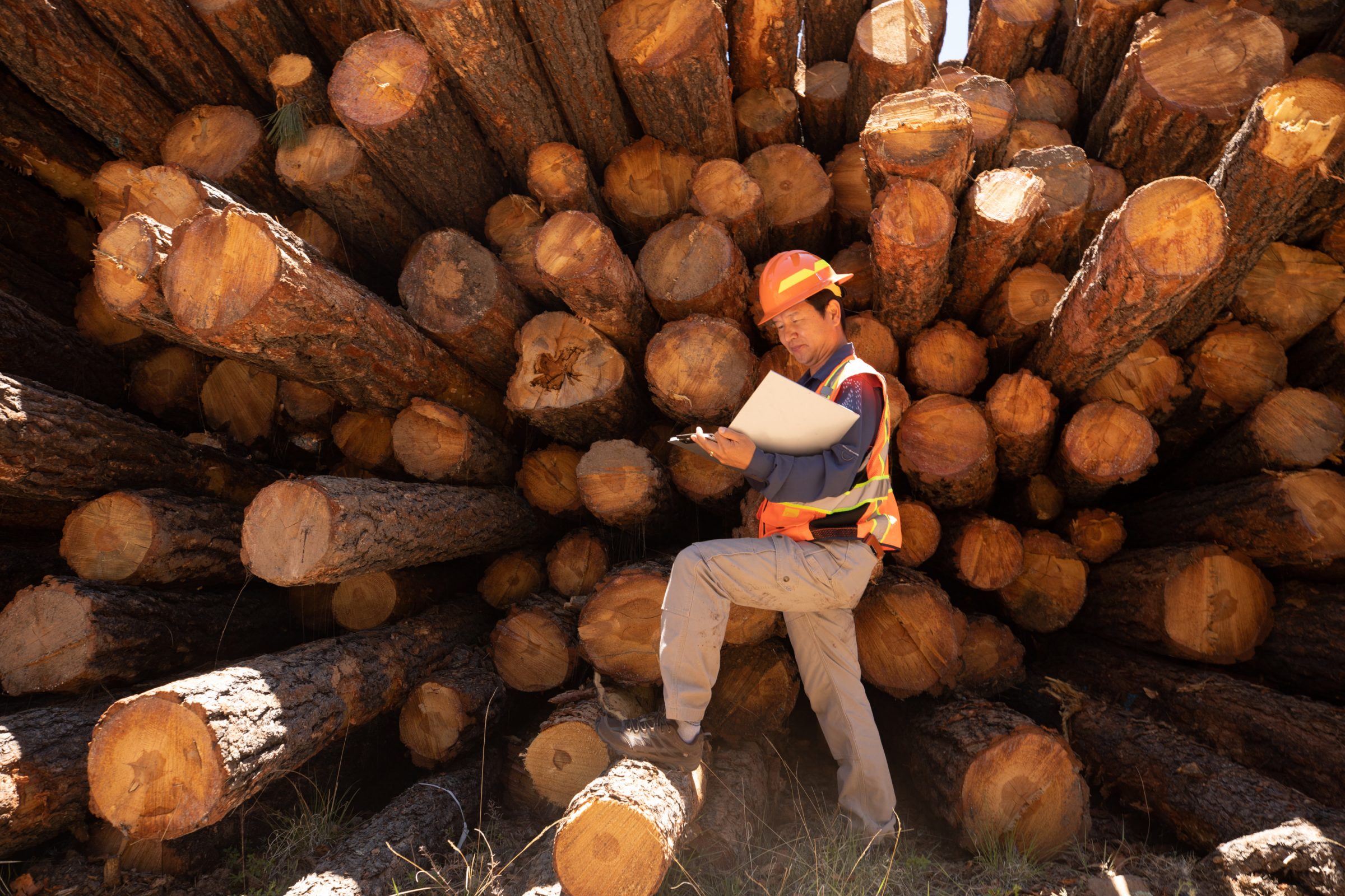 Person standing in front of a bunch of logs wearing an orange helmet and vest.