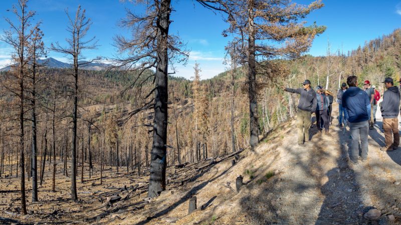 Group of students outside looking at part of a forest that was burnt down because of a forest fire.