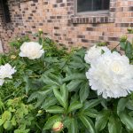 Three white flowers growing outside.