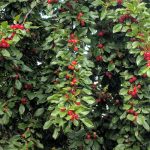 Nanking cherries growing in the wild