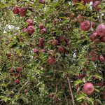 Fruit growing on a tree