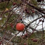 Fruit growing on a tree