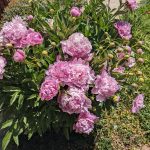 Pink flowers growing outside.