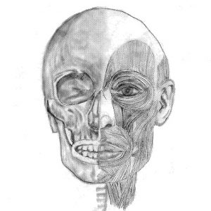 line drawing of skull reconstruction
