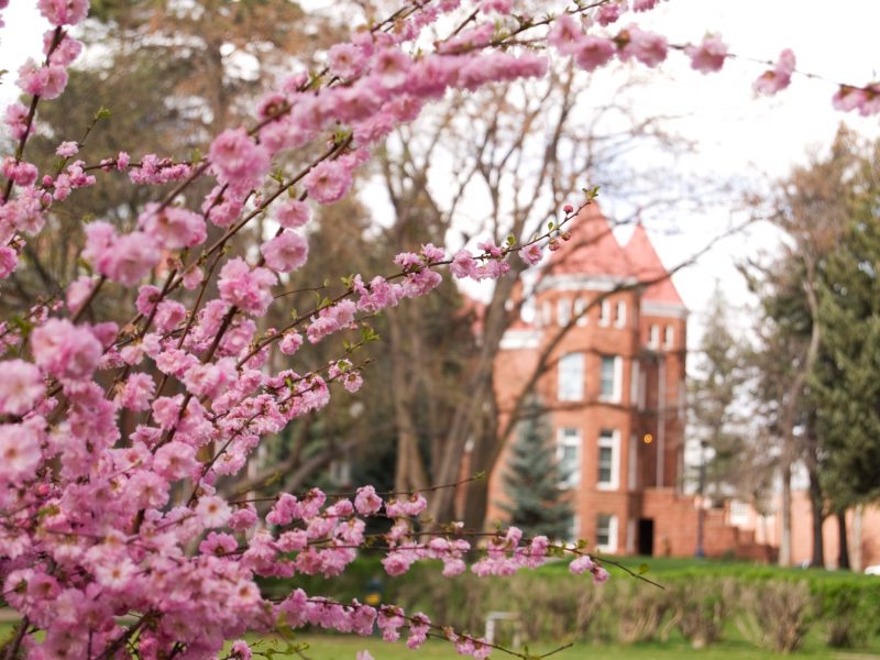 Pink cherry blossoms in front of Old Main on NAU Flagstaff campus.