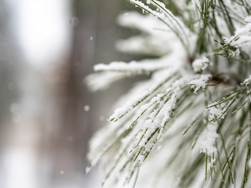 A snow-dusted branch of a pine tree.