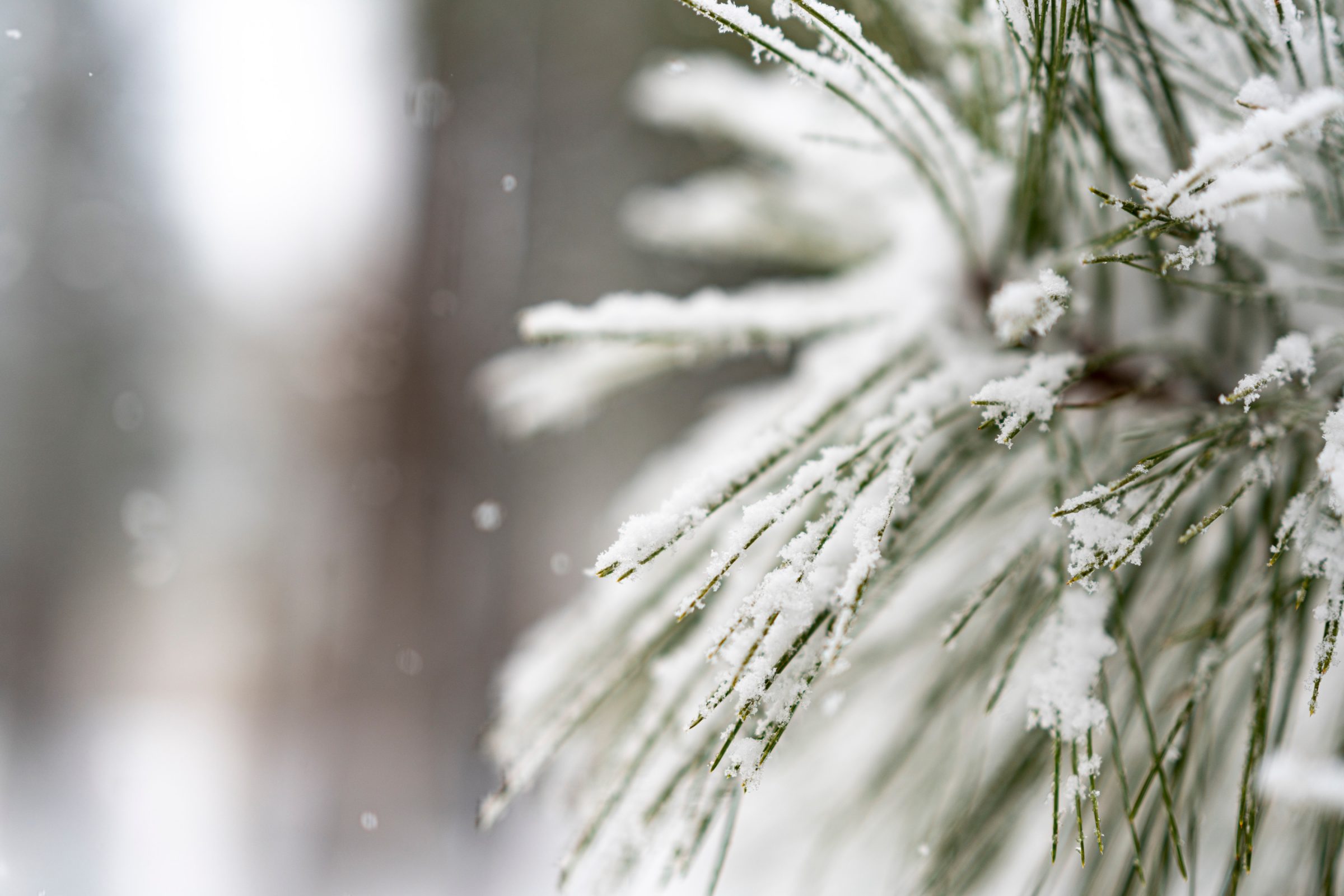 A snow-dusted branch of a pine tree.