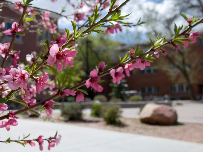 Pink flower blossoms at N A U's Flagstaff campus.