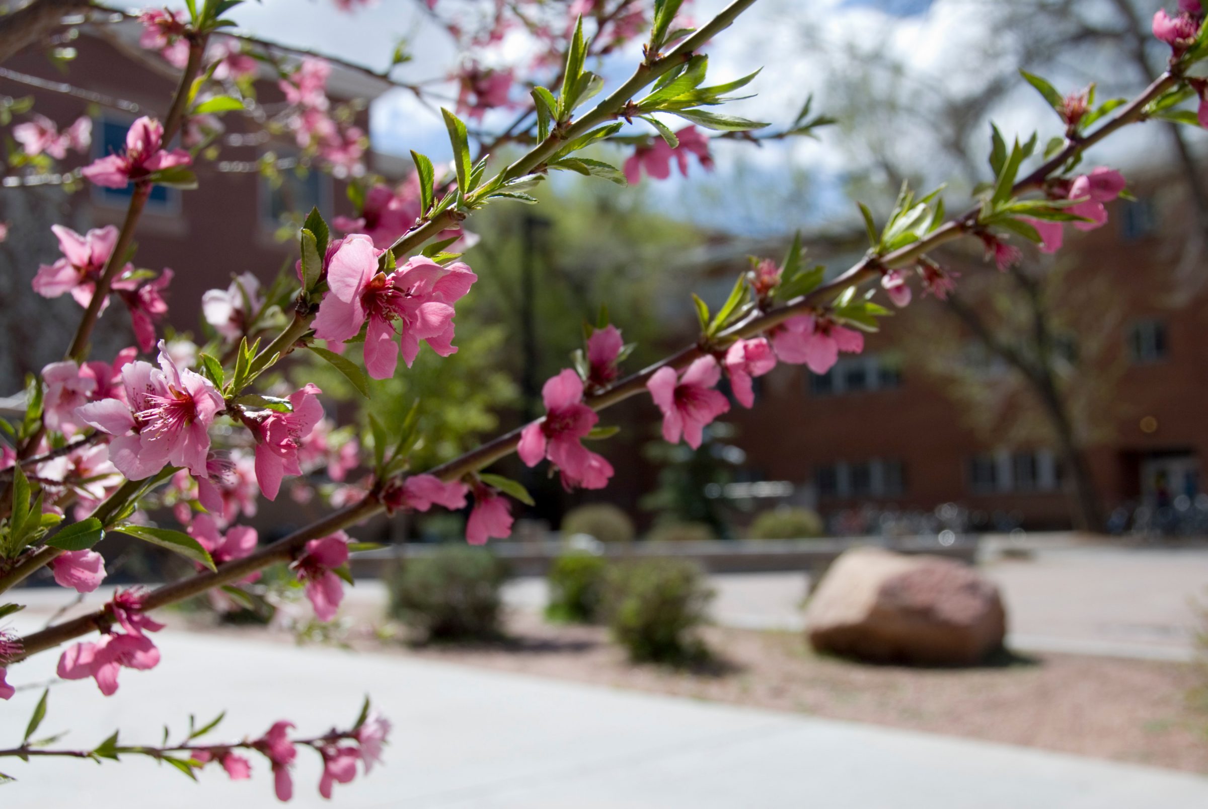 Pink flower blossoms at N A U's Flagstaff campus.