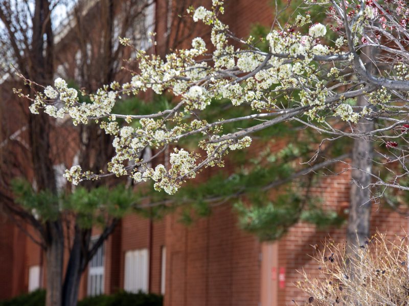 White apple blossoms with a red brick building in the background.
