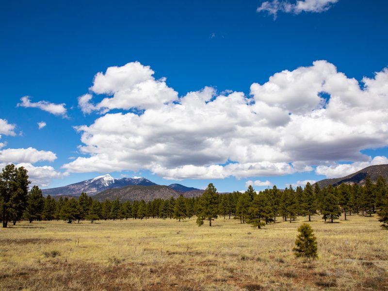 A grassy field with pine trees and mountains in the background.