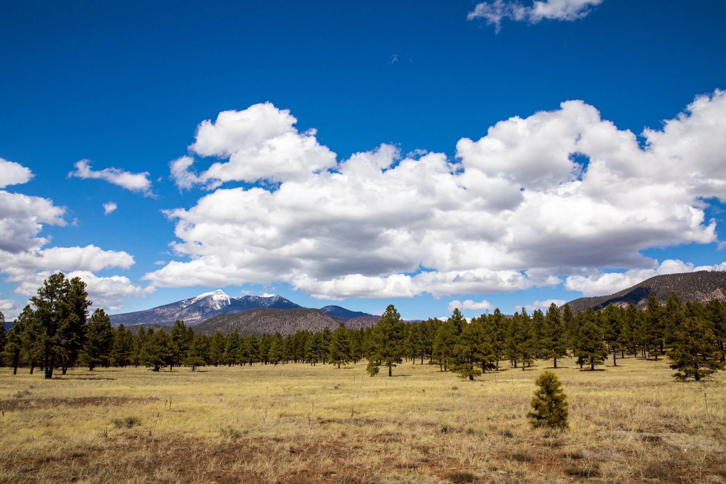 A grassy field with pine trees and mountains in the background.