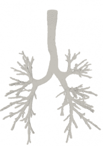 graphic of lungs