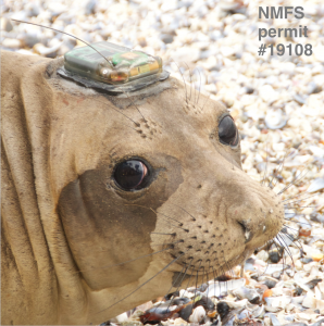 photo of a seal with a sensor on its head