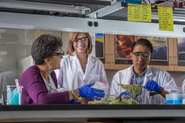 Jani Ingram, holds a plastic bag filled with branches in her lab as two students watch her with one person holding a branch. She is wearing protective glasses over her reading classes. She has short dark and gray hair and is wearing long turquoise earrings, a purple sweater, and blue protective gloves. The student next to her is smiling and has shoulder length straight light brown hair. Both students are wearing protective glasses and a lab coat. The student on the right has short, dark hair parted on the side.
