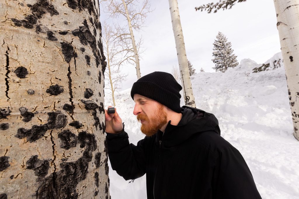 Connor Crouch, PhD Forest Science student, measures the diameter of an aspen tree.