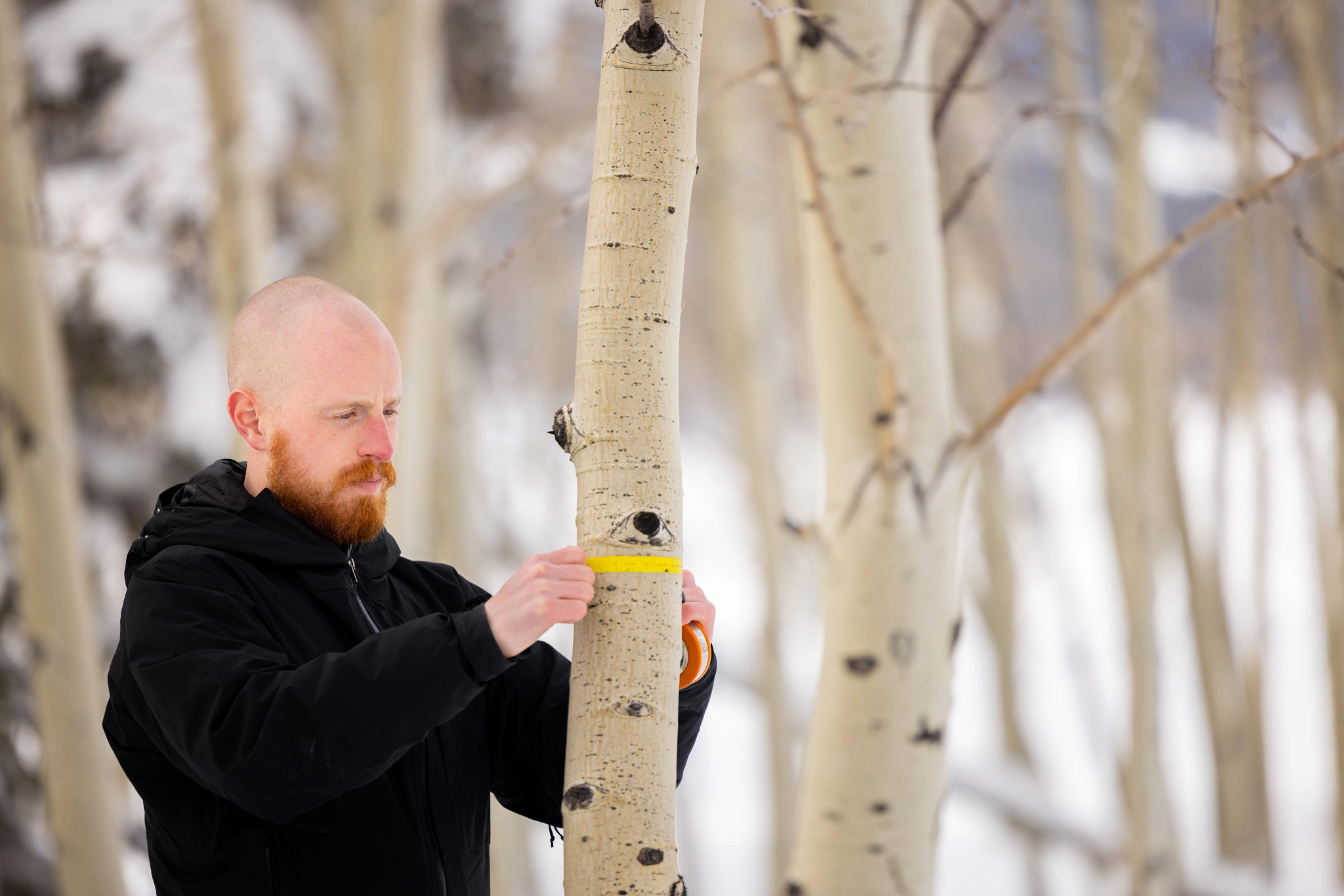 Connor Crouch, PhD Forest Science student, measures the diameter of an aspen tree.