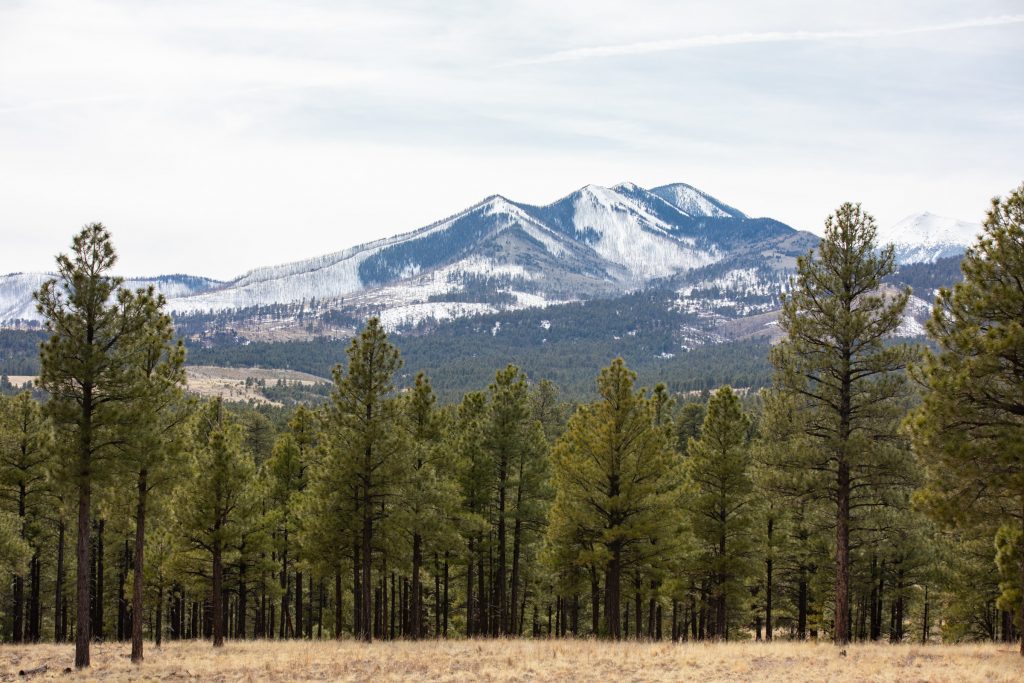 Snow-covered Peaks rise up beyond a Ponderosa forest.