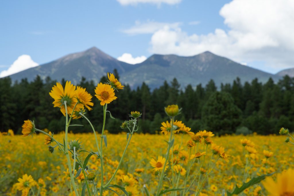 A field of yellow wildflowers spread out in front of Dook’o’ooslííd (the San Francisco Peaks).