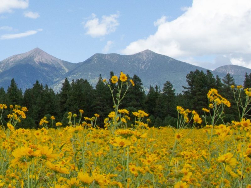 The San Francisco Peaks with yellow wildflowers in the foreground