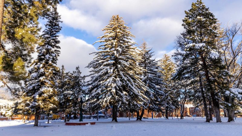 Snow-covered trees on the campus of Northern Arizona University in Flagstaff, AZ.