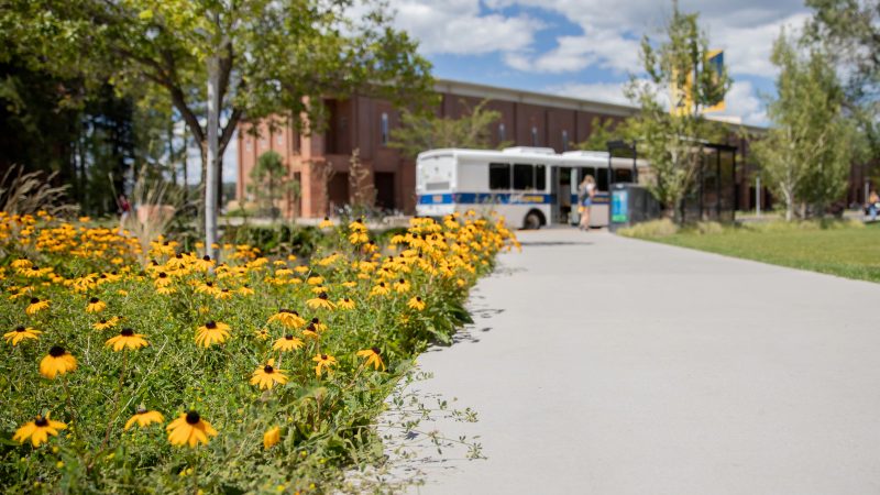 Yellow blossoms on the opening day of Northern Arizona University's academic year.