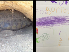 Two pictures side by side: the left picture of a turtle burrowing in the sand, the right picture a child's depiction in crayons of a turtle burrowing in the sand in purple, green and orange. The child wrote the word burrow.