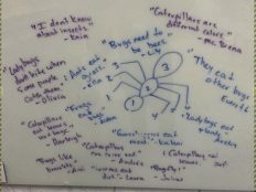 A photo of a marker board with a doodle of a spider, and several reactions from children about bugs.