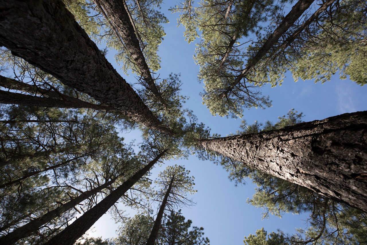 ponderosa pines and blue sky
