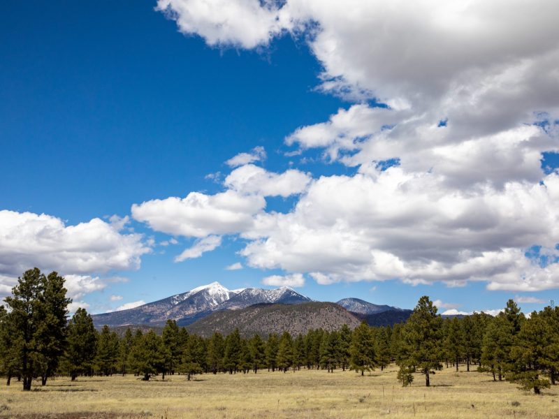 San Francisco Peaks in the background under a blue clouds and clouds and trees in front.