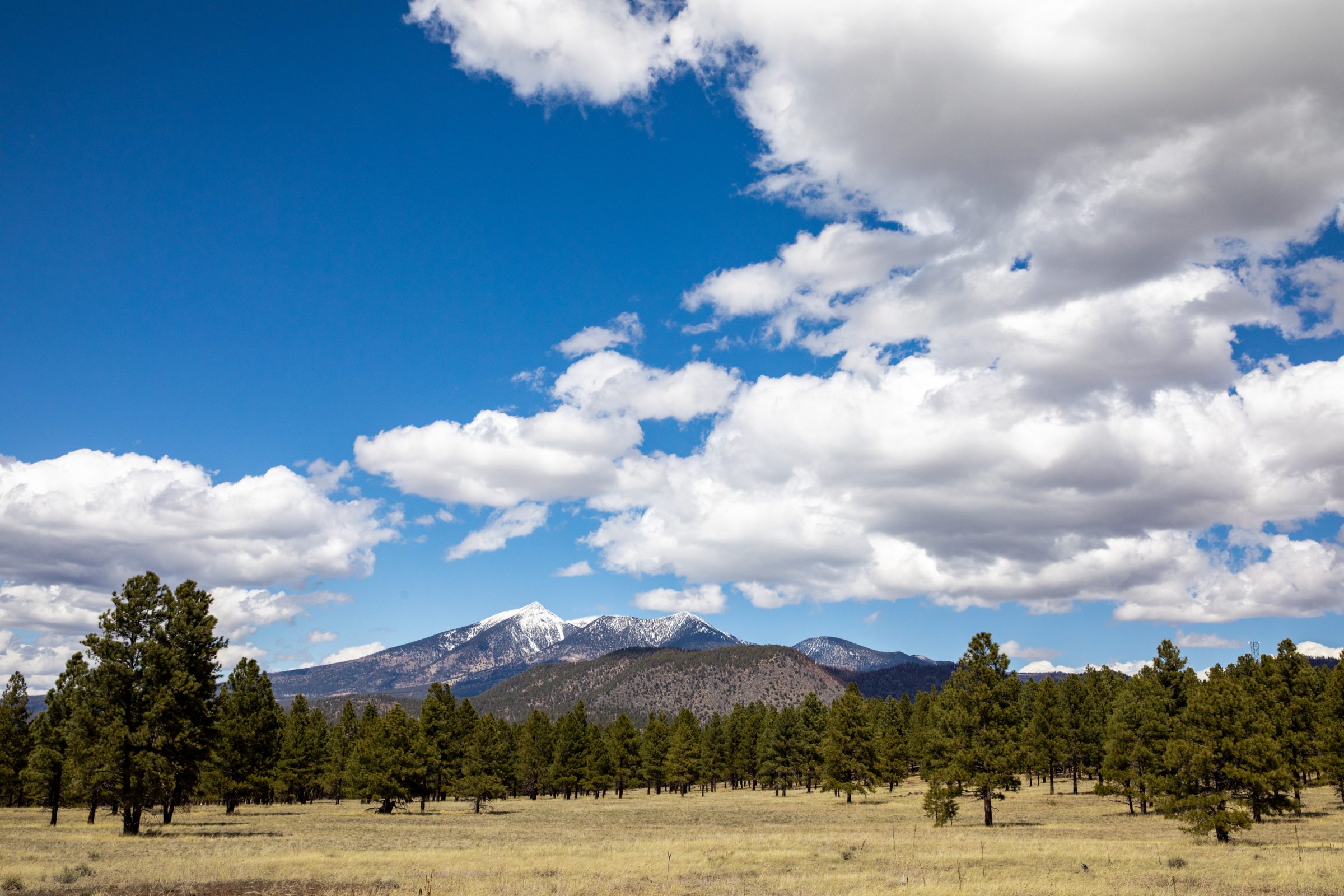 San Francisco Peaks in the background under a blue clouds and clouds and trees in front.