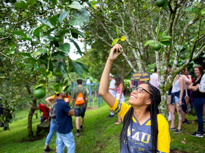 A study abroad student reaches out to a leaf on a tree branch.