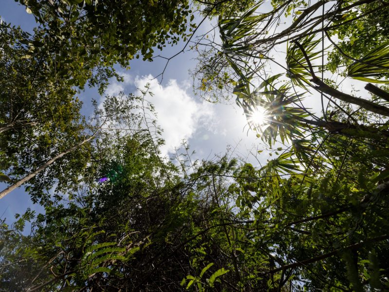 Photograph of trees and sky in Belize.