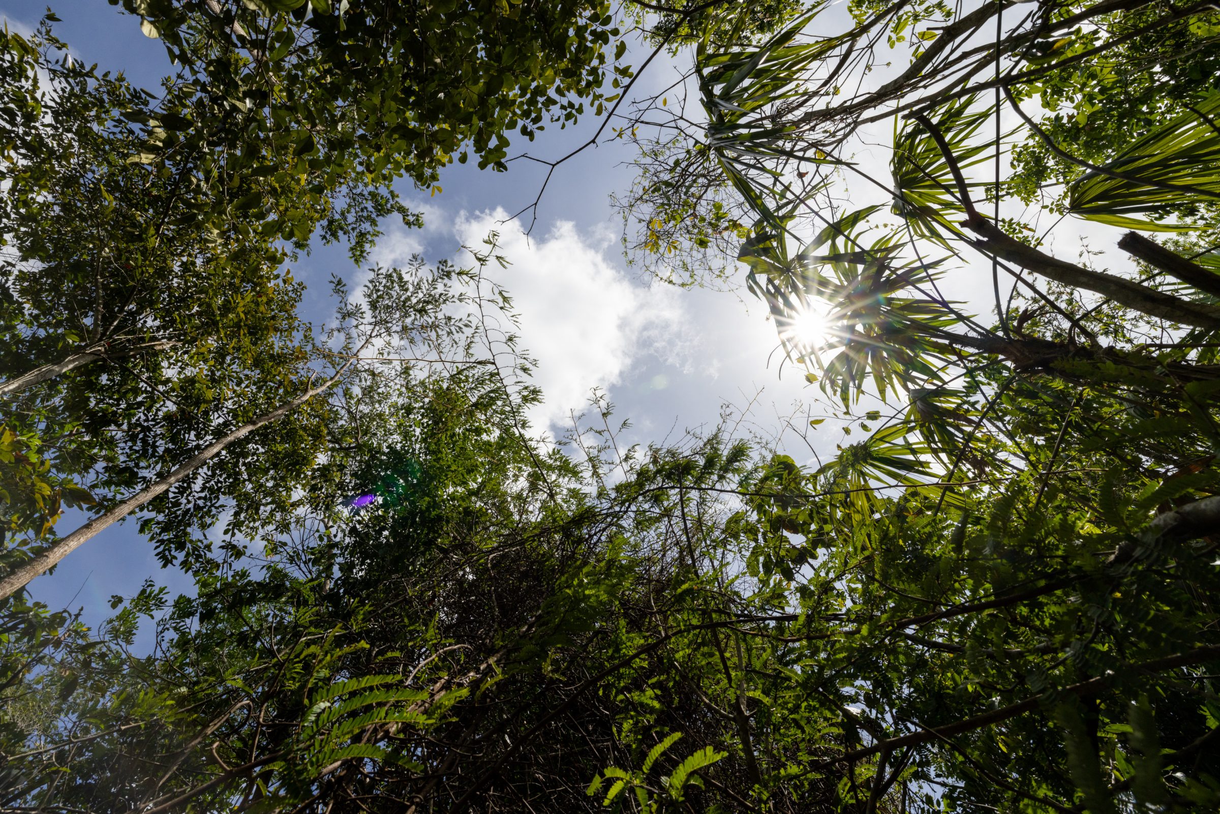 Photograph of trees and sky in Belize.