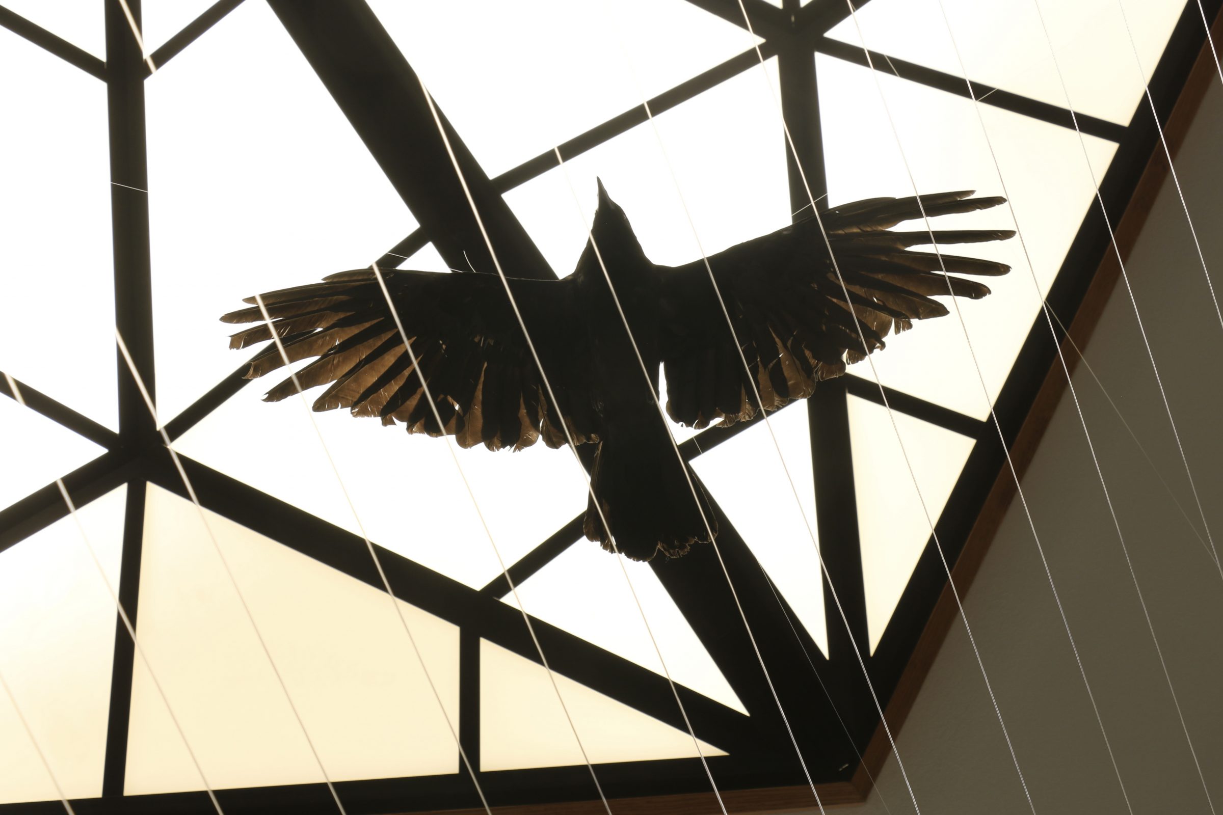 The Riles Exhibition photo of a crow flying in upper section of Expanding Home and Place installation.