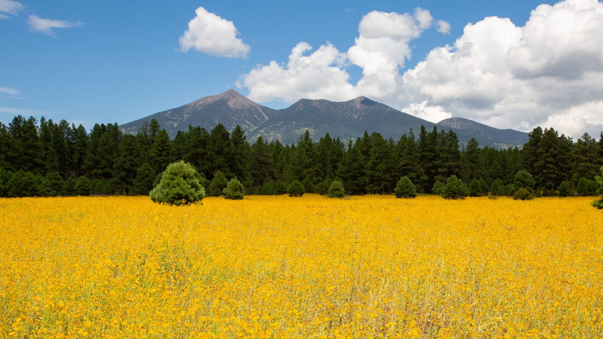 Una pradera florece con flores amarillas en la base de los San Francisco Peaks cerca de Flagstaff, Arizona.