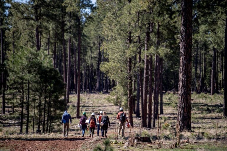Alumnos de la NAU paseando entre los pinos ponderosa.