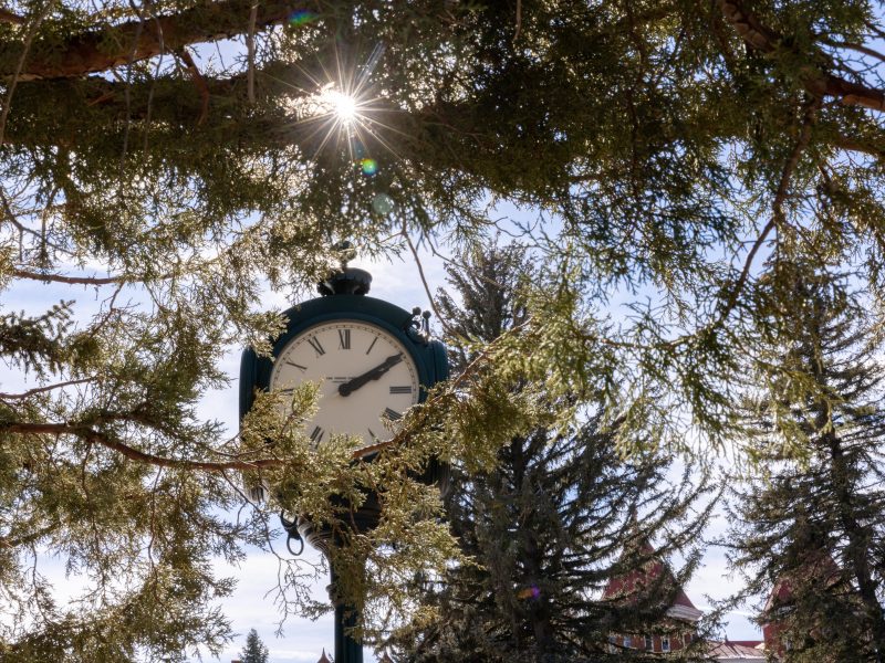 View of a clock through the pine trees.