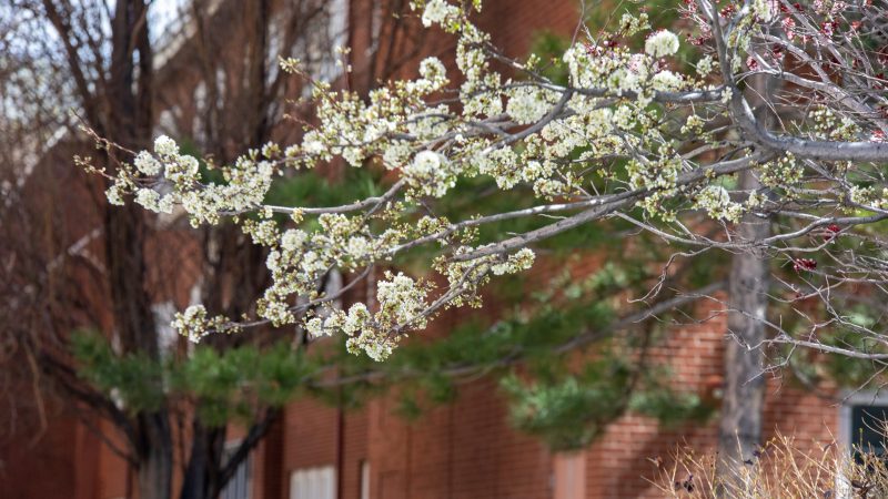 Spring has sprung as flowers begin to bloom on N A U Flagstaff campus.