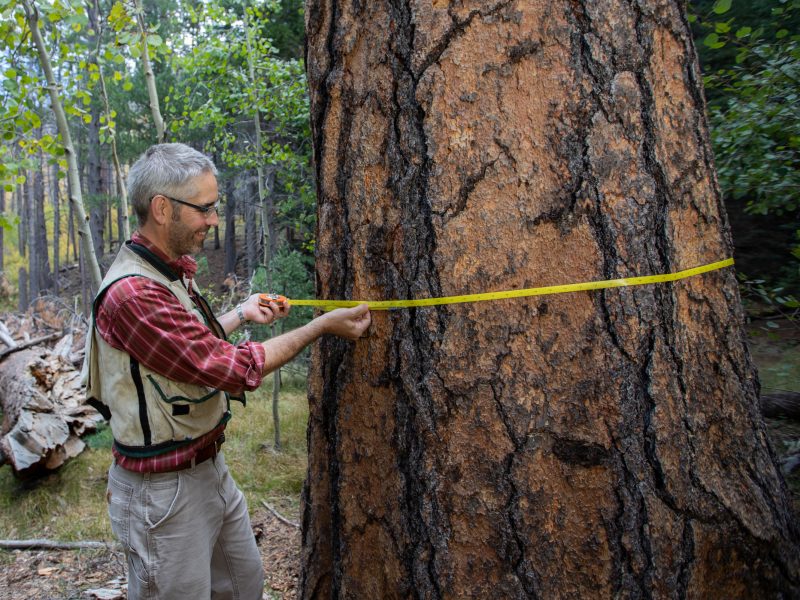 A photo of a professor measuring the width of a tree.