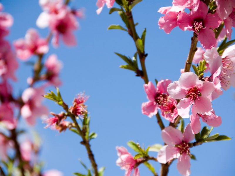 A photo of cherry blossoms against a blue sky.